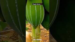 Papain Extraction from Papaya 😱farminglatexshortsviralshorts [upl. by Durrett]