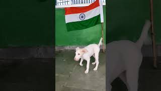 Happy Indiependence day🇮🇳💕🤗🌸 doglover ytshorts subscribe straydogs streetdogs trending love [upl. by Wyndham]