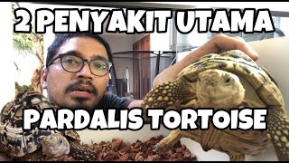 PARDALIS TORTOISE CARA MEMELIHARA DAN PENYAKIT MEMATIKAN YANG SERING MENYERANG [upl. by Virgilio]