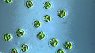 Algae Chlorophyta  Haematococcus pluvialis  DIC microscope  525 x [upl. by Eecrad]