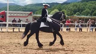 CAVALLO FRISONE🐎FRIESIAN HORSE🏇 [upl. by Allsopp997]