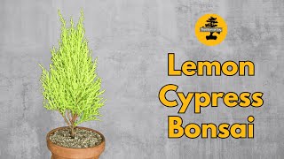 Lemon Cypress Bonsai Training [upl. by Klayman]