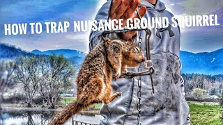 Effective Ground Squirrel Trap 110 Conibear How to set and not catch pets safe Oregon Grants Pass [upl. by Lisha]