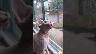 Copy and paste 😂😂😂funny funnypet cat [upl. by Lumpkin]