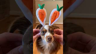 Dog Snoots  Easter Edition dog shorts [upl. by Gasser]