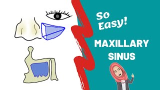 Anatomy of Maxillary Sinus PART ONE [upl. by Bary77]