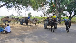 Bullock Carts Race  Bullock Carts Heavy Loaded Cow Dung [upl. by Lorn]