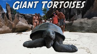 Giant Tortoises of Curieuse  Sailing Seychelles ep 7 [upl. by Siward]