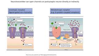 Neurobiology 44 Properties of chemical synapses [upl. by Cheke]