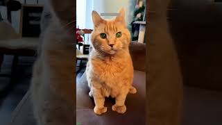 Cat videos 😅 Try not To laugh 🐈‍⬛ FunnyCats Part 8483 [upl. by Enidualc498]