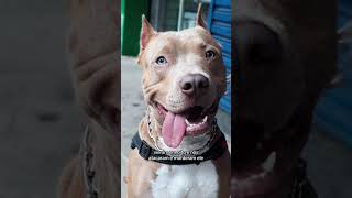 Meu pitbull não estava aceitando a focinheira pitbull viralpitbull noticias [upl. by Burkle]