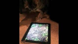 iPad Cat  Learning to fish on the iPad [upl. by Harbird]