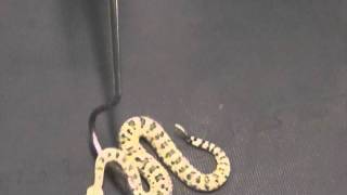 Crotalus cerastes Sidewinder Venom Extraction [upl. by Assetniuq]