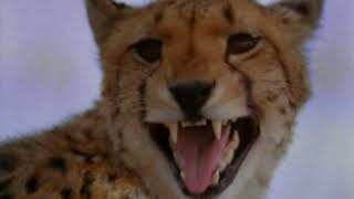 😺 WIL️DLIFE  GUÉPARD ▶️ Nat Geo Wild  Guépard la Course pour la Vie [upl. by Maxia]