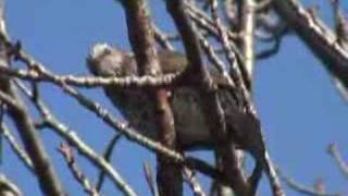 Browneared Bulbul [upl. by Femi364]