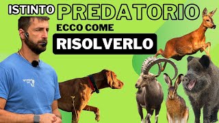 PREDATORIO ecco come risolverlo [upl. by Aihsoj]