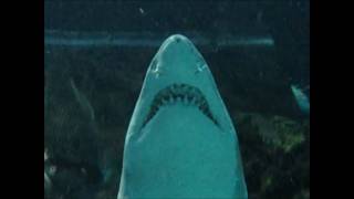 Sharks at the Tennessee Aquarium  Up Close [upl. by Shir270]