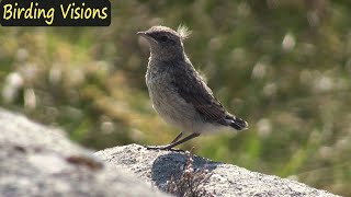 Northern Wheatear fledgling  beautiful Sotra Island Norway [upl. by Lyndel]