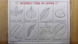 Different types of Leaves Drawing easy How to draw 8 different types Leave drawing [upl. by Flori]