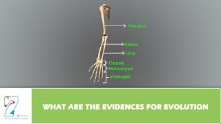 WHAT ARE THE EVIDENCES FOR EVOLUTION PART 01 [upl. by Oivat]