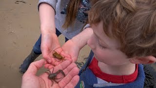 Rock Pools  West Runton Norfolk UK  Crabs Squat Lobsters and a Goby [upl. by Dottie909]