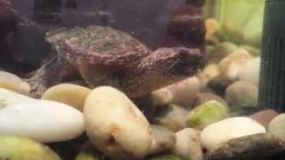 Common Snapping Turtle vs Alligator Snapping Turtle eating contest [upl. by Hgielrac934]