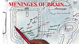 Meninges of brain and spinal cord anatomy  dura mater arachnoid mater  pia mater  CSF [upl. by Wadleigh]