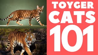 Toyger Cat 101  Breed amp Personality [upl. by Ellehcyt694]