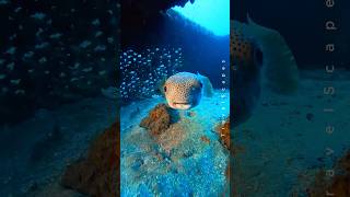 Porcupine Fish Smiles for the Camera 🐡 Adorable Underwater CloseUp shorts 4k ocean [upl. by Anilos309]