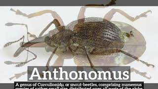 How Does Anthonomus Look  How to Say Anthonomus in English  What is Anthonomus [upl. by Mchenry951]