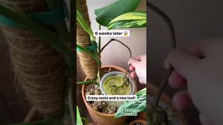 Monstera Plant Care Experiment Success Swiss Cheese Plant shorts [upl. by Joline]