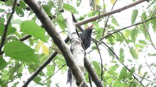 Roughcrested Malkoha calling [upl. by Llerrehc]