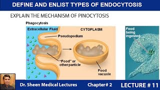 DEFINE AND ENLIST TYPES OF ENDOCYTOSISCH 2 LEC11 [upl. by Ahsenit459]