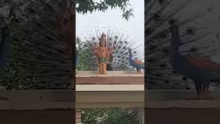 Mesmerizing Peacock Dance Behind Ayyappaswamy Idol  Divine Spiritual Beauty ayyappa shabarimalai [upl. by Martie974]