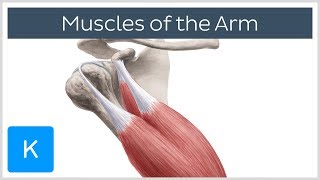 Muscles of the arm  Origin Insertion amp Innervation  Human Anatomy  Kenhub [upl. by Valsimot886]