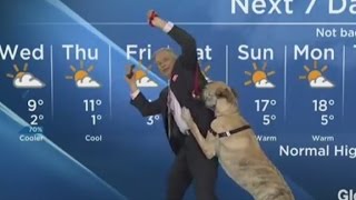 Weatherman has a ruff time [upl. by Dolley]