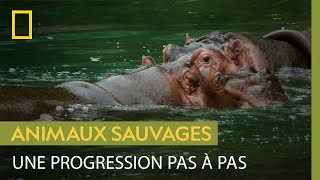 Comment les hippopotames apprennentils à socialiser [upl. by Bensky]