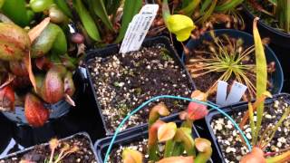 Venus Fly Trap Winter Care Guide amp Cold growing Carnivores  Temperate Carnivorous Plant Update [upl. by Furnary644]