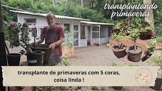 Não faça transplante de suas primaveras antes de ver esse vídeo sensacional primavera [upl. by Dorrehs]