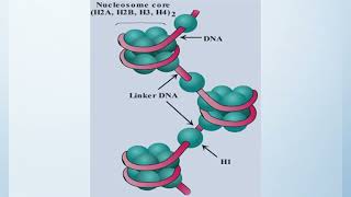 Chemistry of Nucleotides amp Nucleic Acids Lecture 3 [upl. by Ewnihc44]