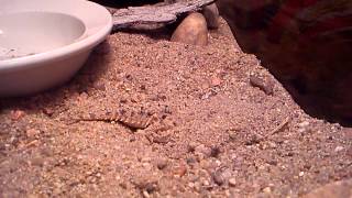 Horned lizard burying himself [upl. by Paza751]