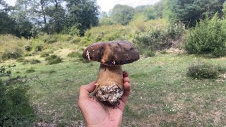 Boletus Aereus y Caesareas en La Rioja en Julio de 2023 [upl. by Wilmette40]