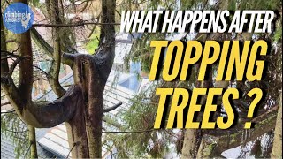 IS TOPPING TREES BAD [upl. by Sharl]