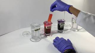 Staining Peripheral Blood Smears Video [upl. by Mikah54]