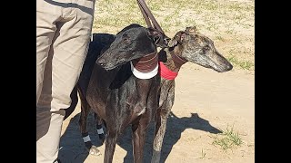 GALGOS Final del Campeonato de España de Galgos  Las carreras finales [upl. by Acsot932]