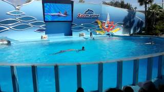 Dolphins Show Zoomarine Algarve Portugal [upl. by Ynnel]