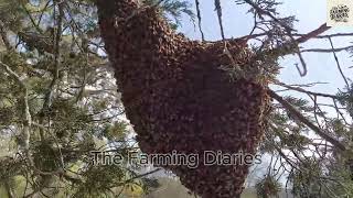 The Magical World of Honey Bees A Journey into Beekeeping [upl. by Odlanyar]