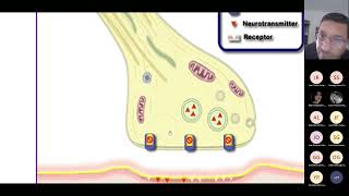 Eliminación de los Neurotransmisores [upl. by Shae]