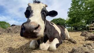 Devon The Cow Chewing The Cud Hopefield Animal Sanctuary [upl. by Sena839]