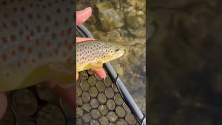 Brown trout spawning colors 😍😍 [upl. by Sillyhp]